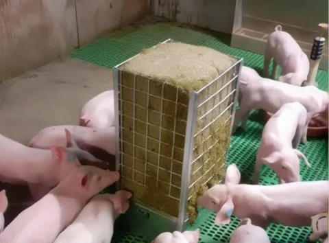 ratelier porcs